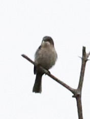 Mouse-colored Sunbird - ML633558649