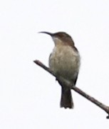 Mouse-colored Sunbird - ML633558650