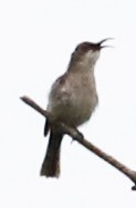 Mouse-colored Sunbird - ML633558651