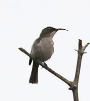 Mouse-colored Sunbird - ML633558652
