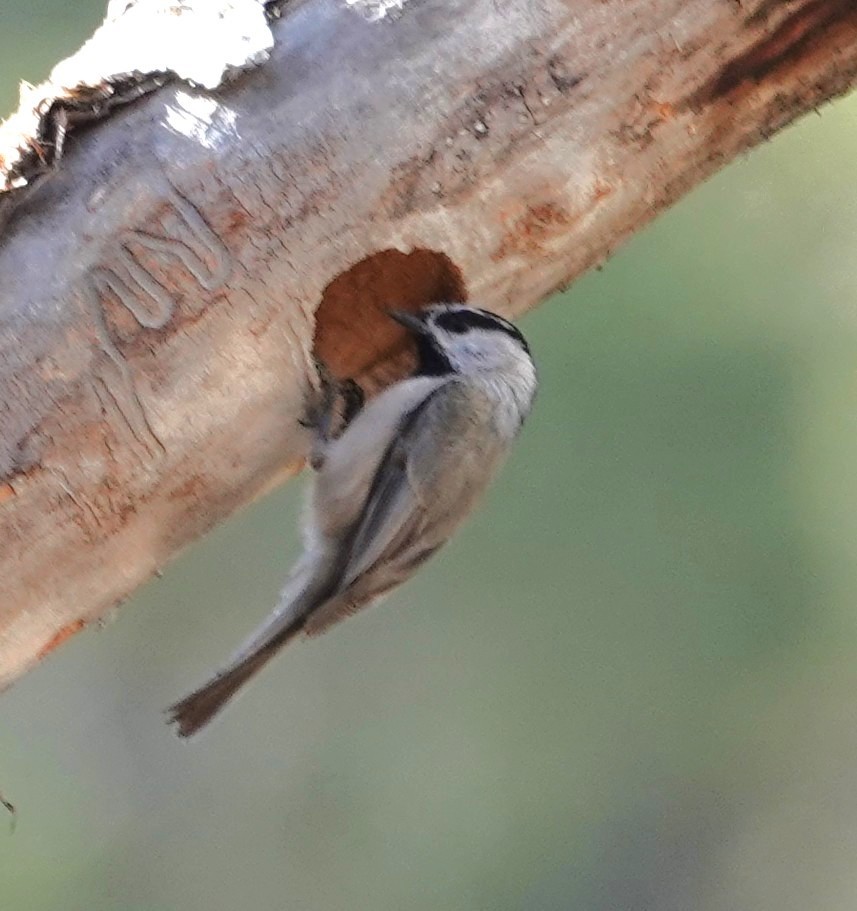 Mountain Chickadee - ML633558653
