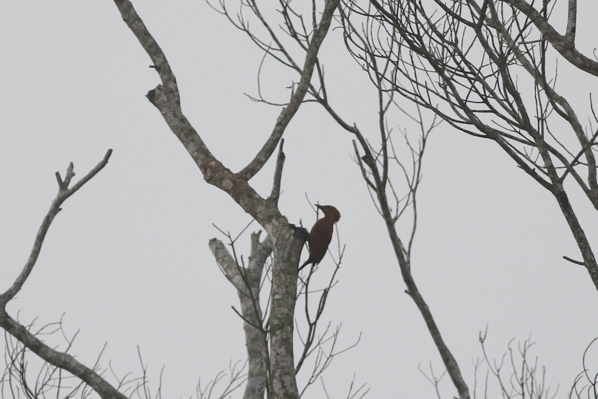 Rufous Woodpecker - ML633558732