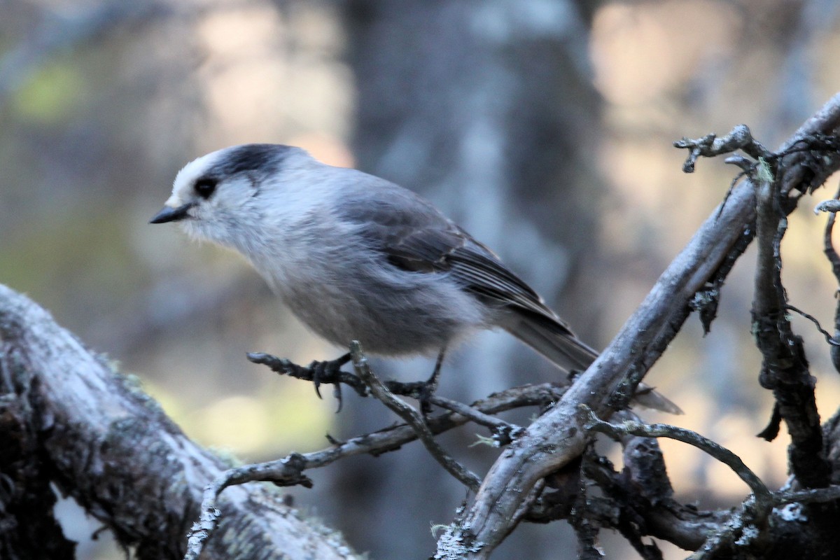 Canada Jay - ML633559050