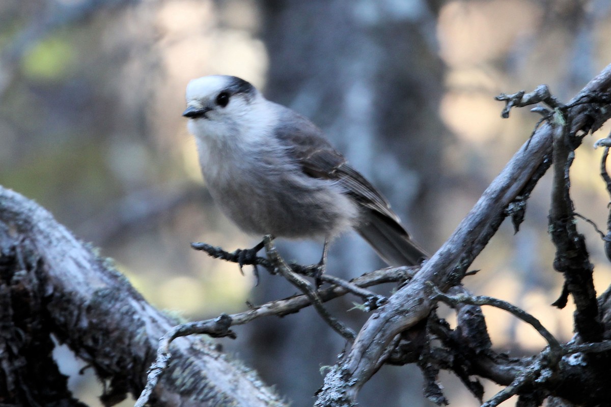 Canada Jay - ML633559062