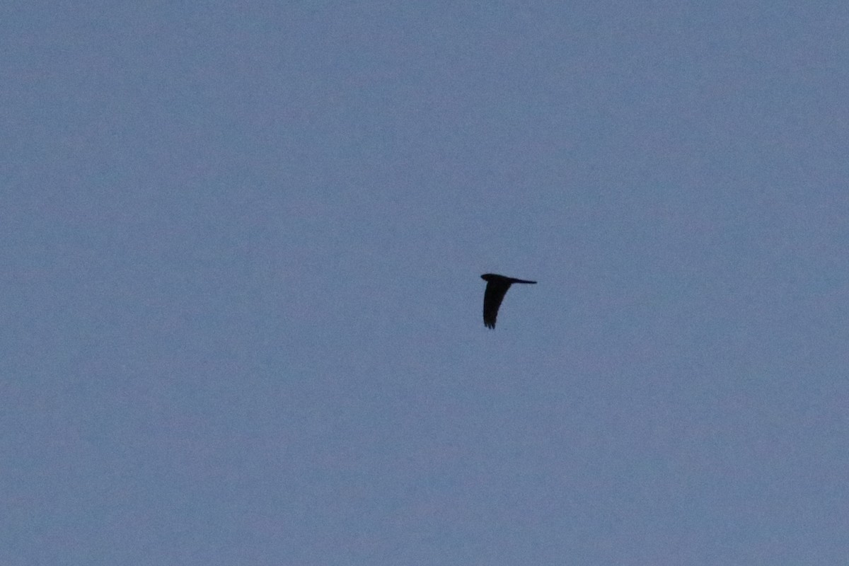 Great Eared-Nightjar - ML633559117