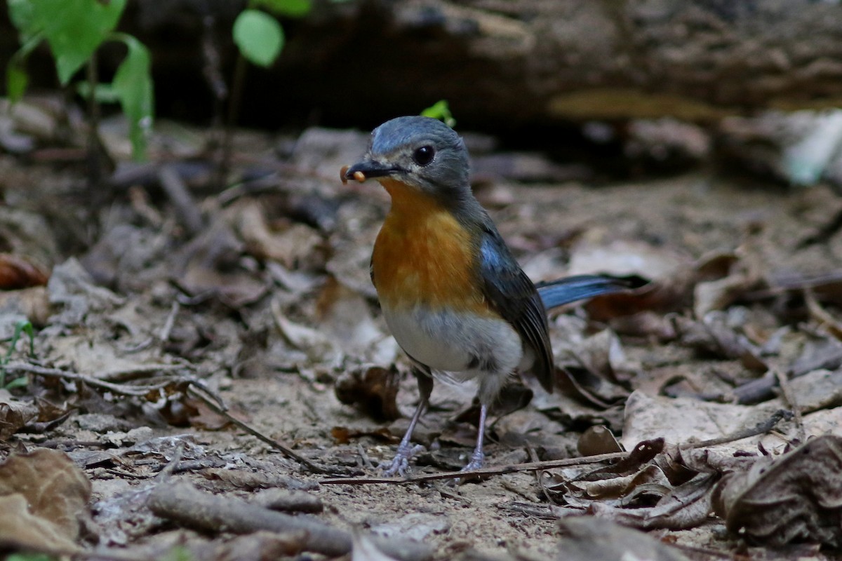 Indochinese Blue Flycatcher - ML633559243