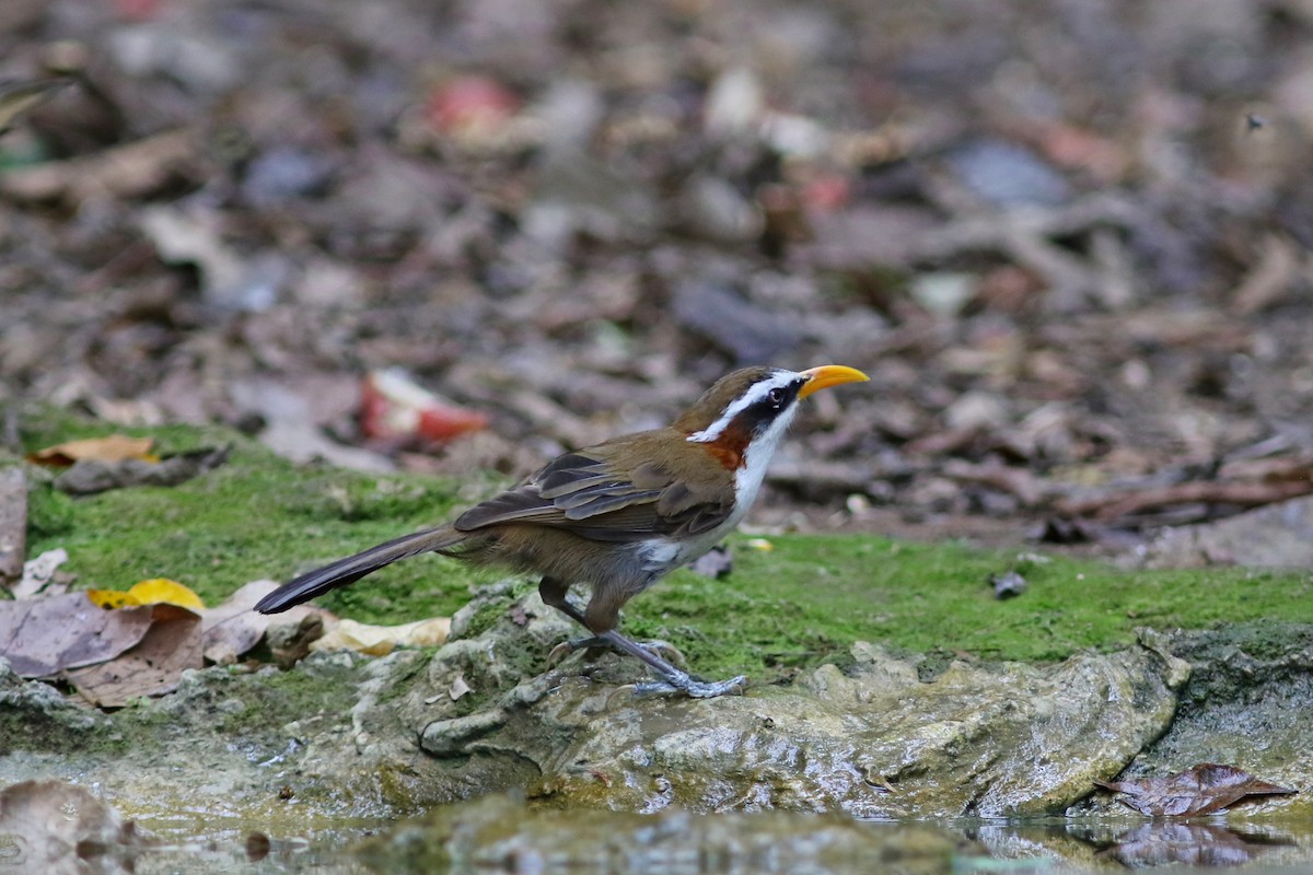 White-browed Scimitar-Babbler - ML633559258