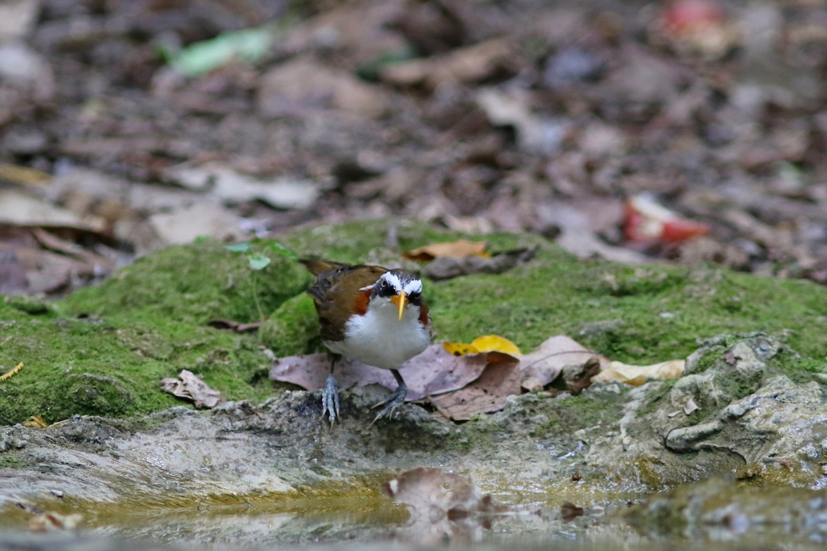 White-browed Scimitar-Babbler - ML633559263