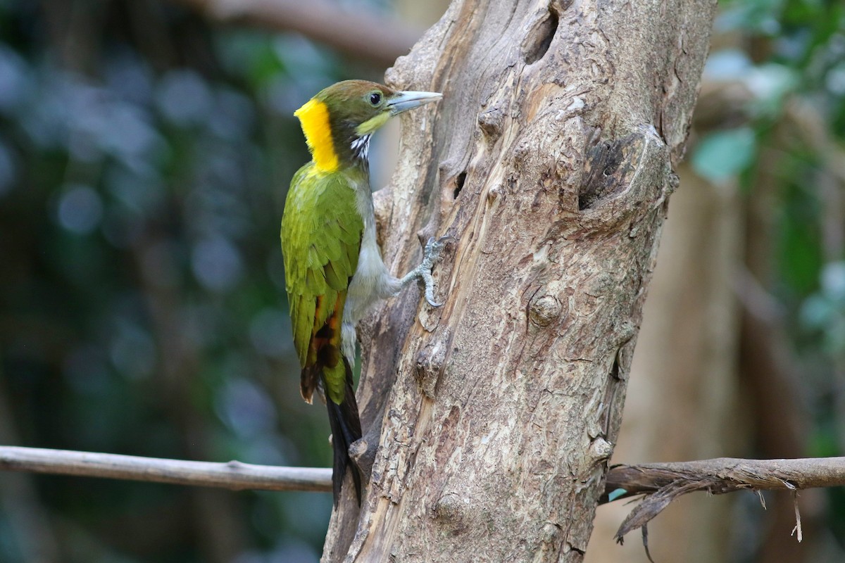 Greater Yellownape - ML633559278