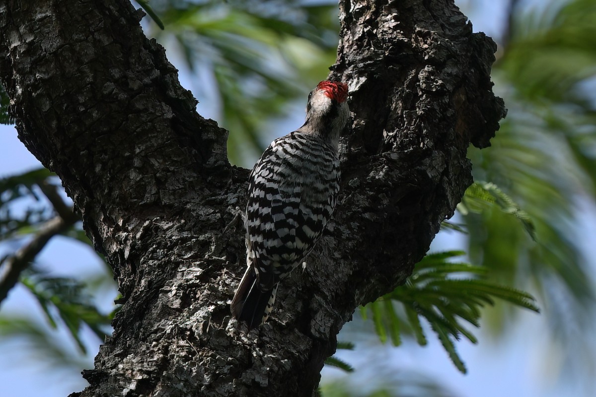 Ladder-backed Woodpecker - ML633559293