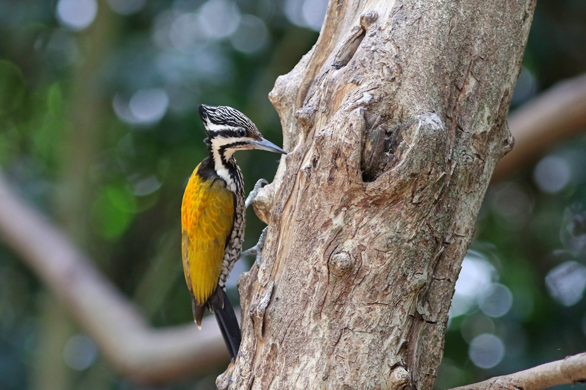 Common Flameback - ML633559310