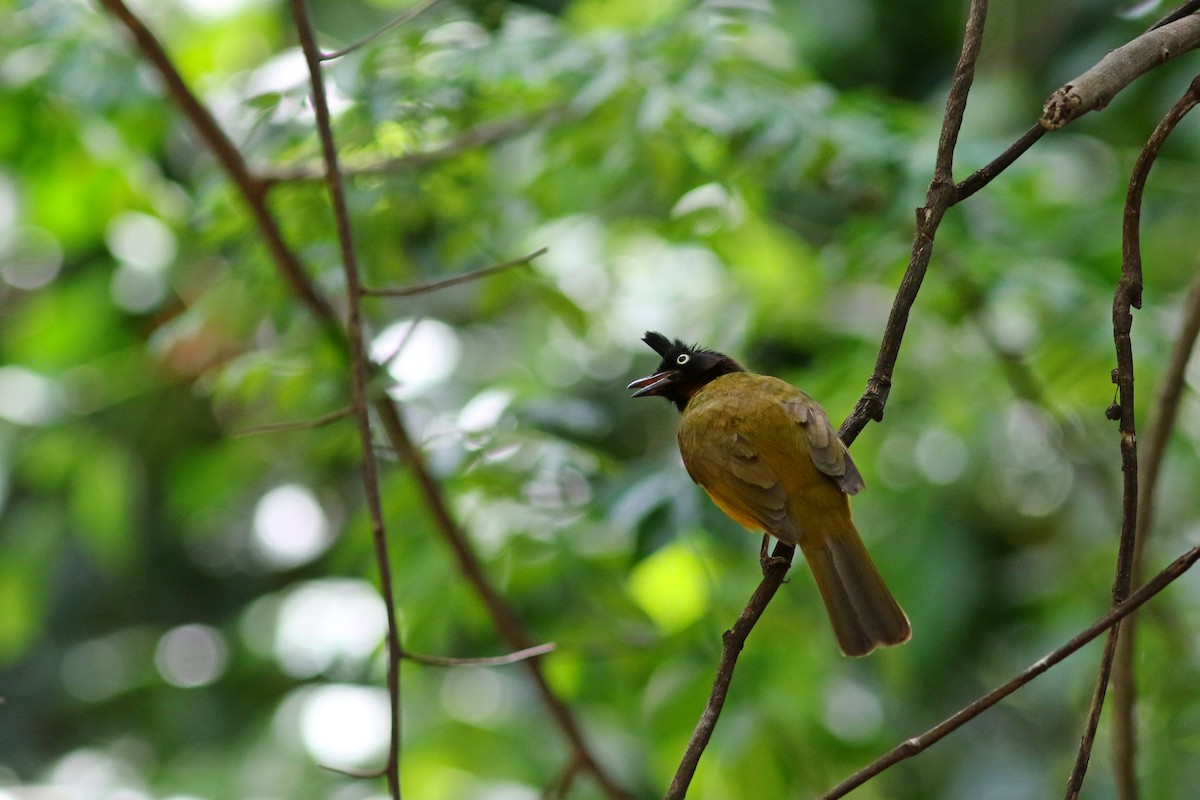Black-crested Bulbul - ML633559326