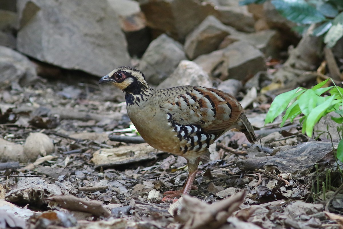 Bar-backed Partridge - ML633559338