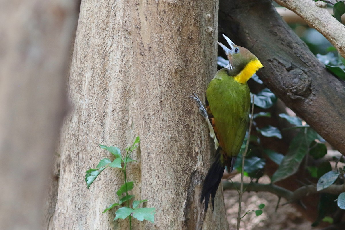 Greater Yellownape - ML633559351