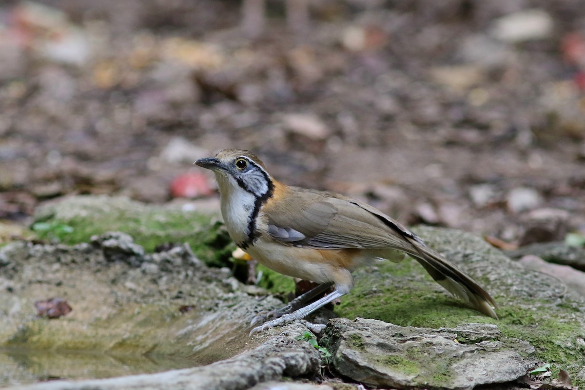 Greater Necklaced Laughingthrush - ML633559368