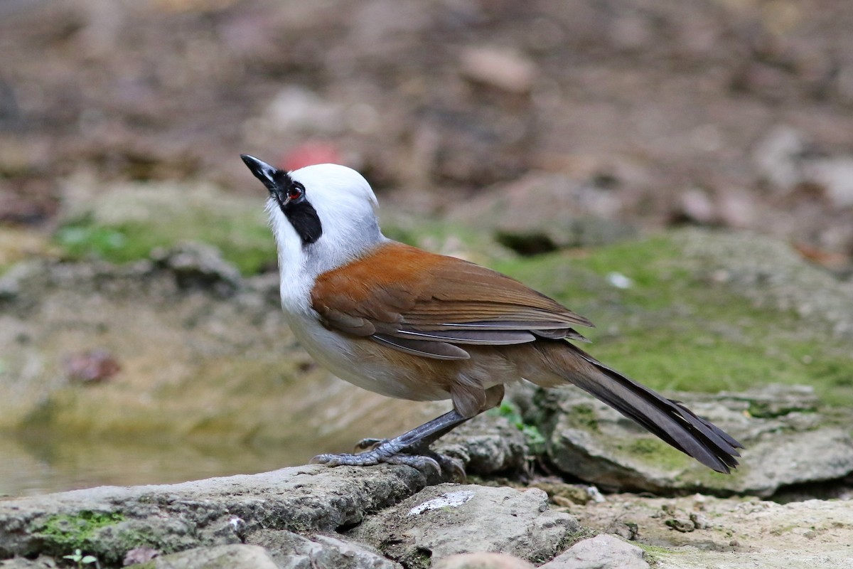 White-crested Laughingthrush - ML633559372
