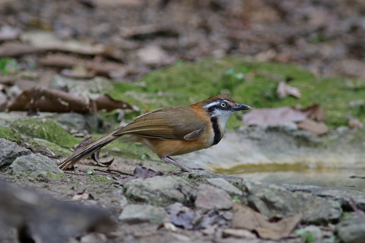 Lesser Necklaced Laughingthrush - ML633559380