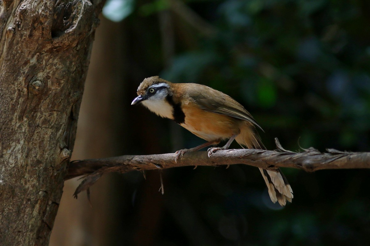 Lesser Necklaced Laughingthrush - ML633559386