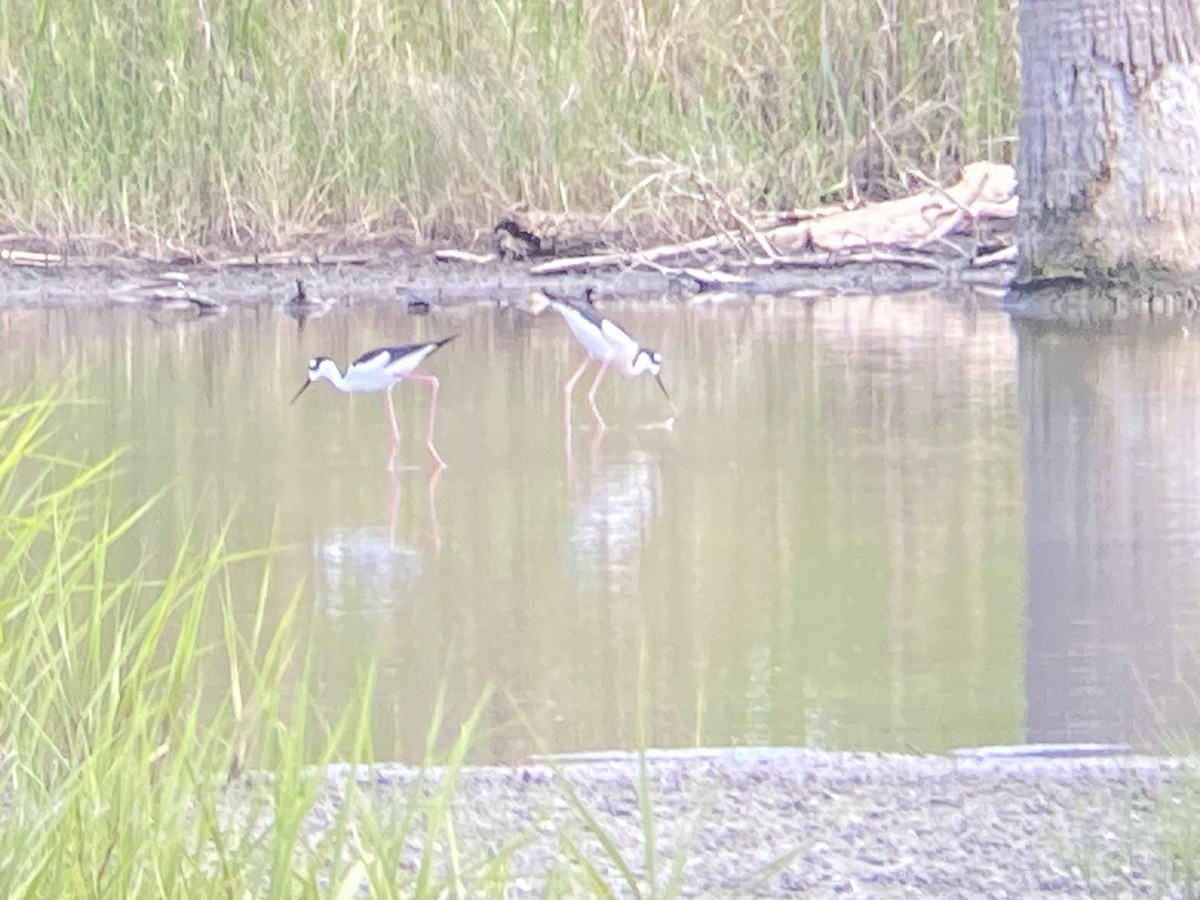 Black-necked Stilt - ML633559392
