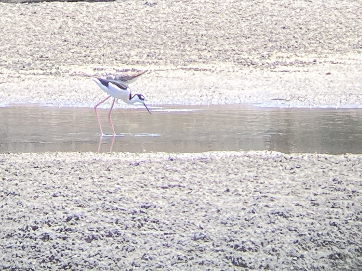 Black-necked Stilt - ML633559394