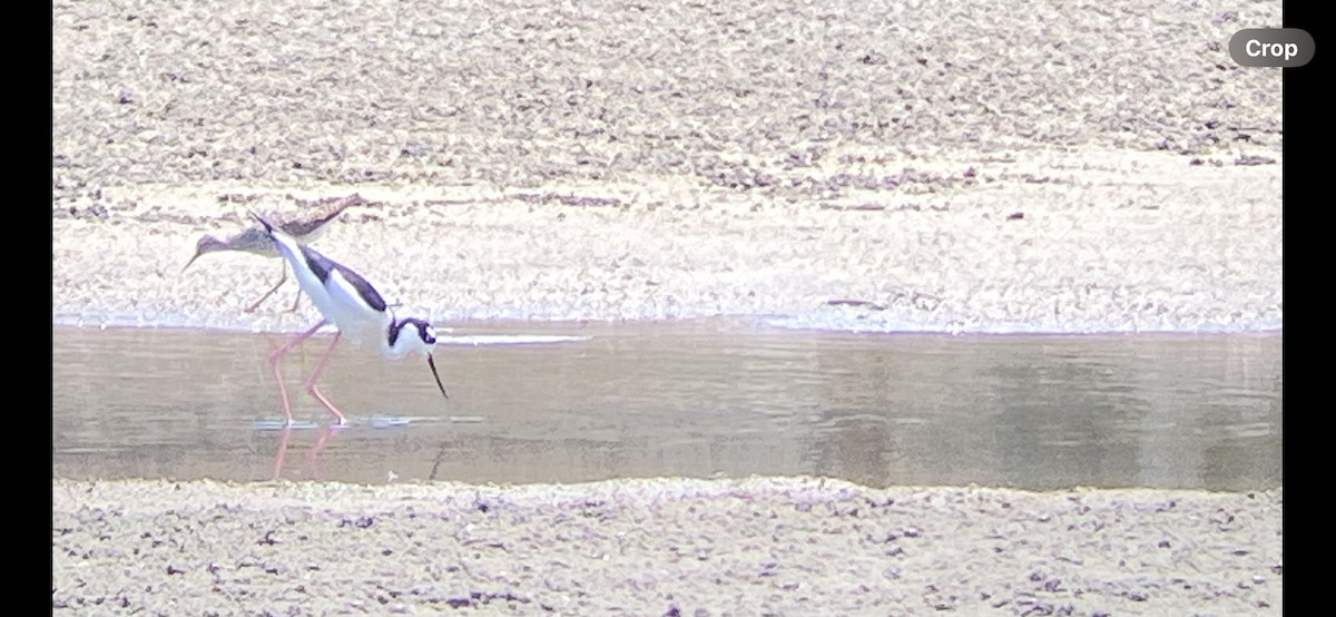 Black-necked Stilt - ML633559395