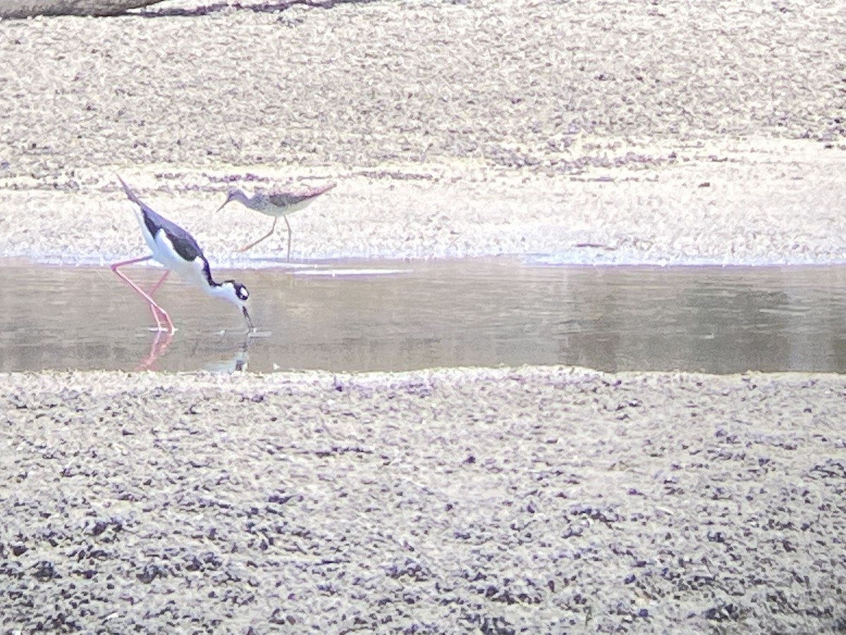 Black-necked Stilt - ML633559397