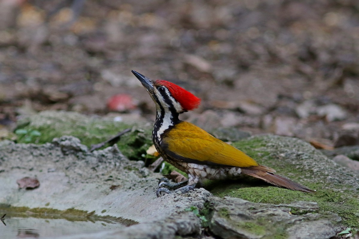 Common Flameback - ML633559417