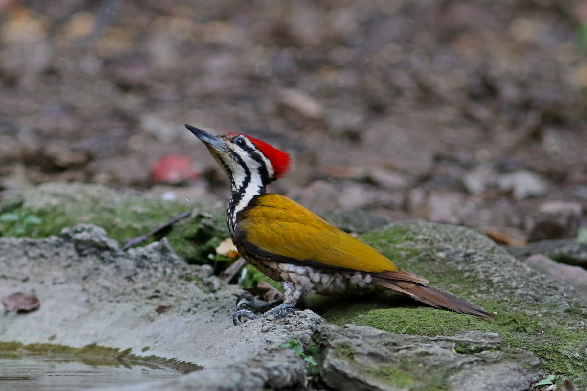 Common Flameback - ML633559420