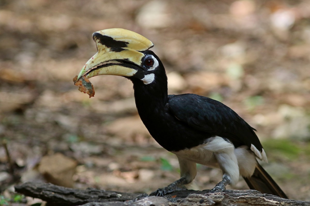 Oriental Pied-Hornbill - ML633559430