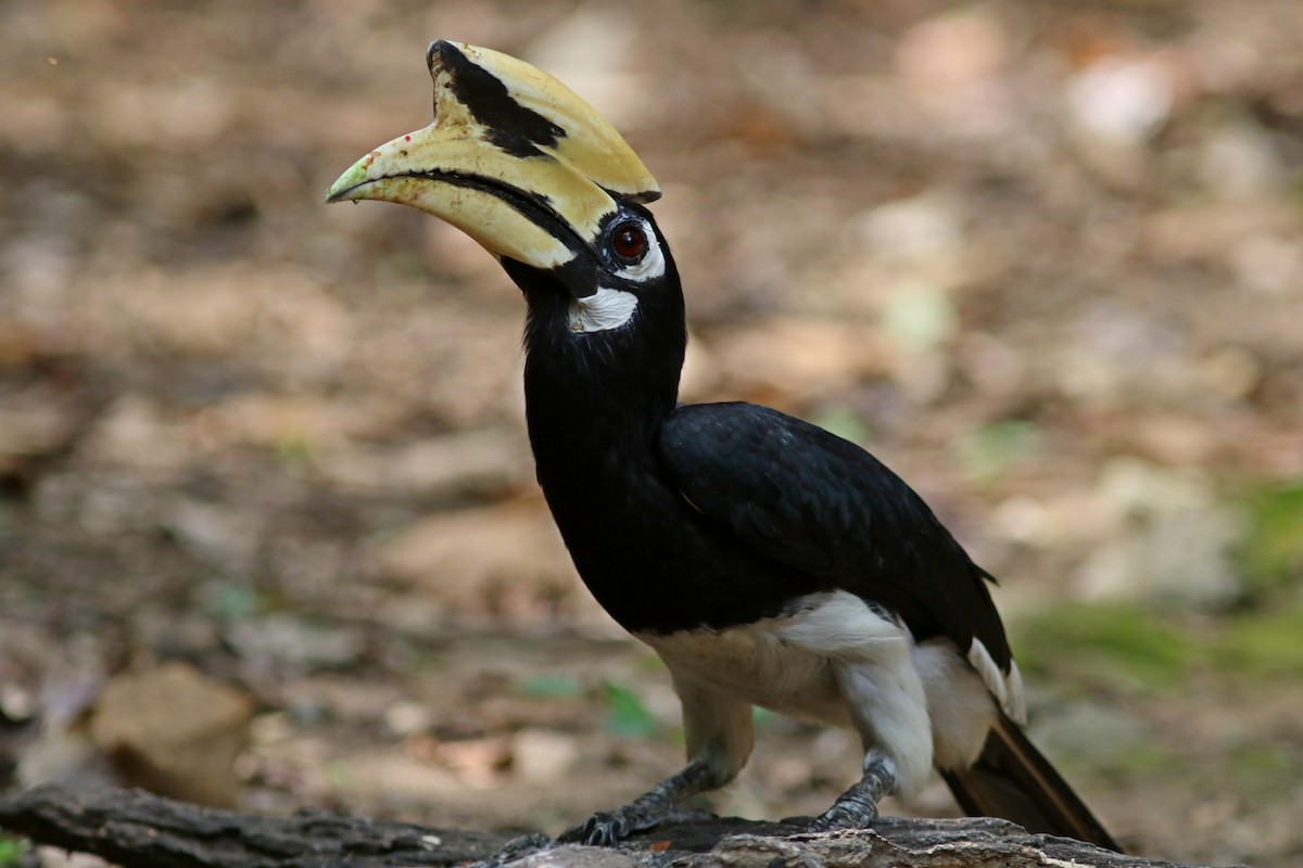 Oriental Pied-Hornbill - ML633559437
