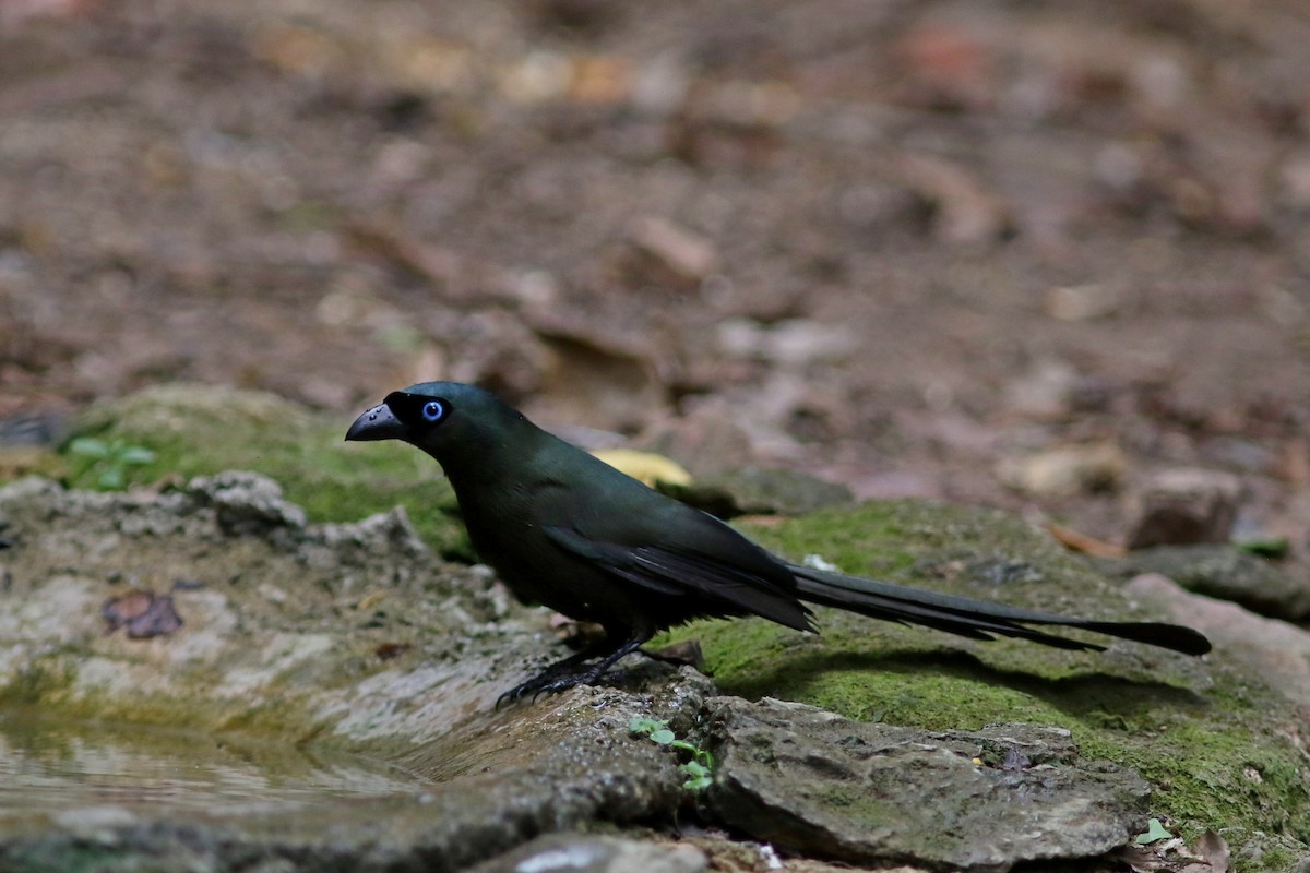 Racket-tailed Treepie - ML633559448