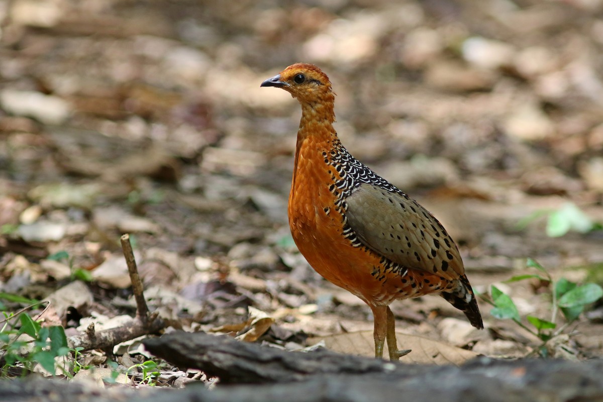 Ferruginous Partridge - ML633559474