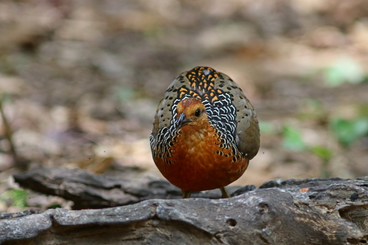 Ferruginous Partridge - ML633559475