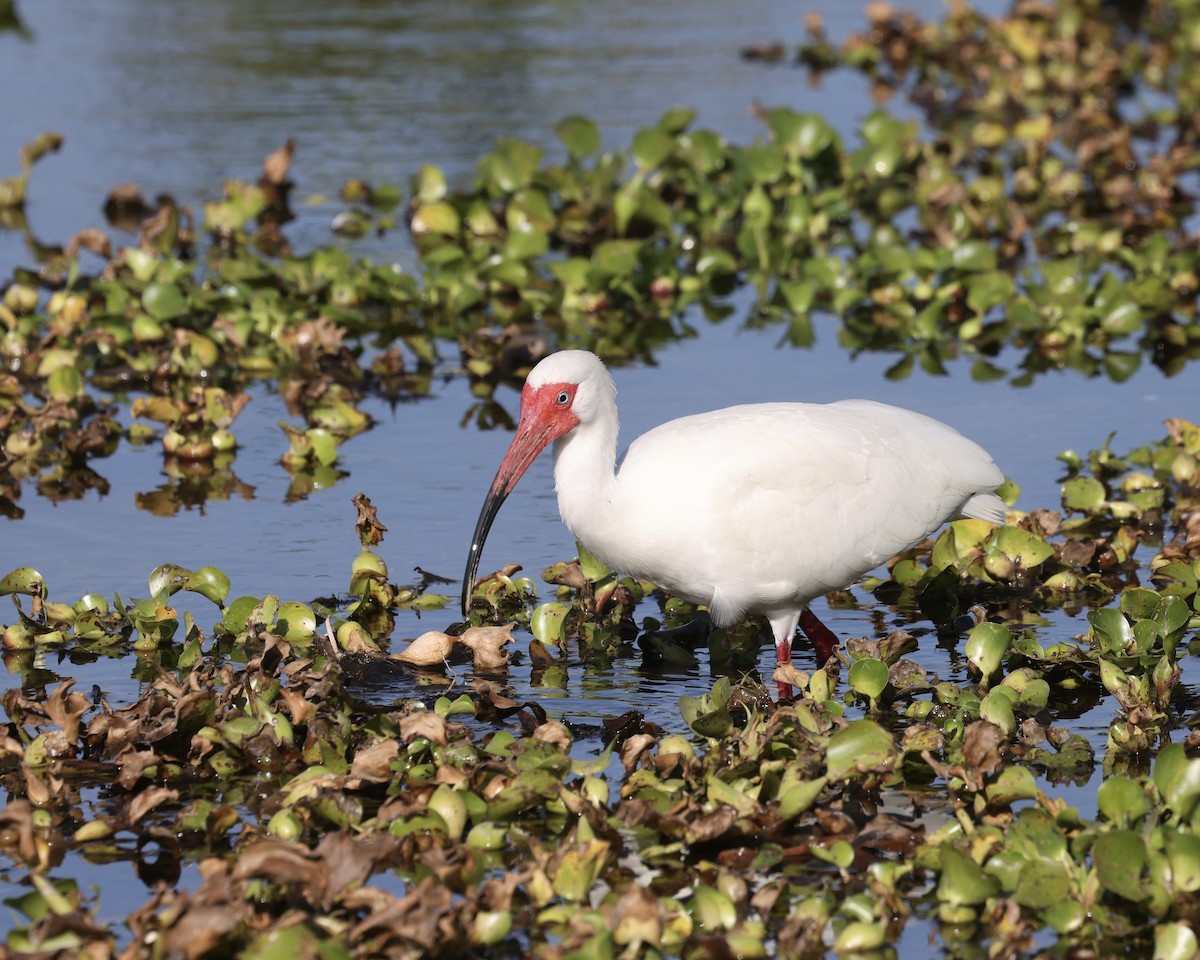 White Ibis - ML633559485