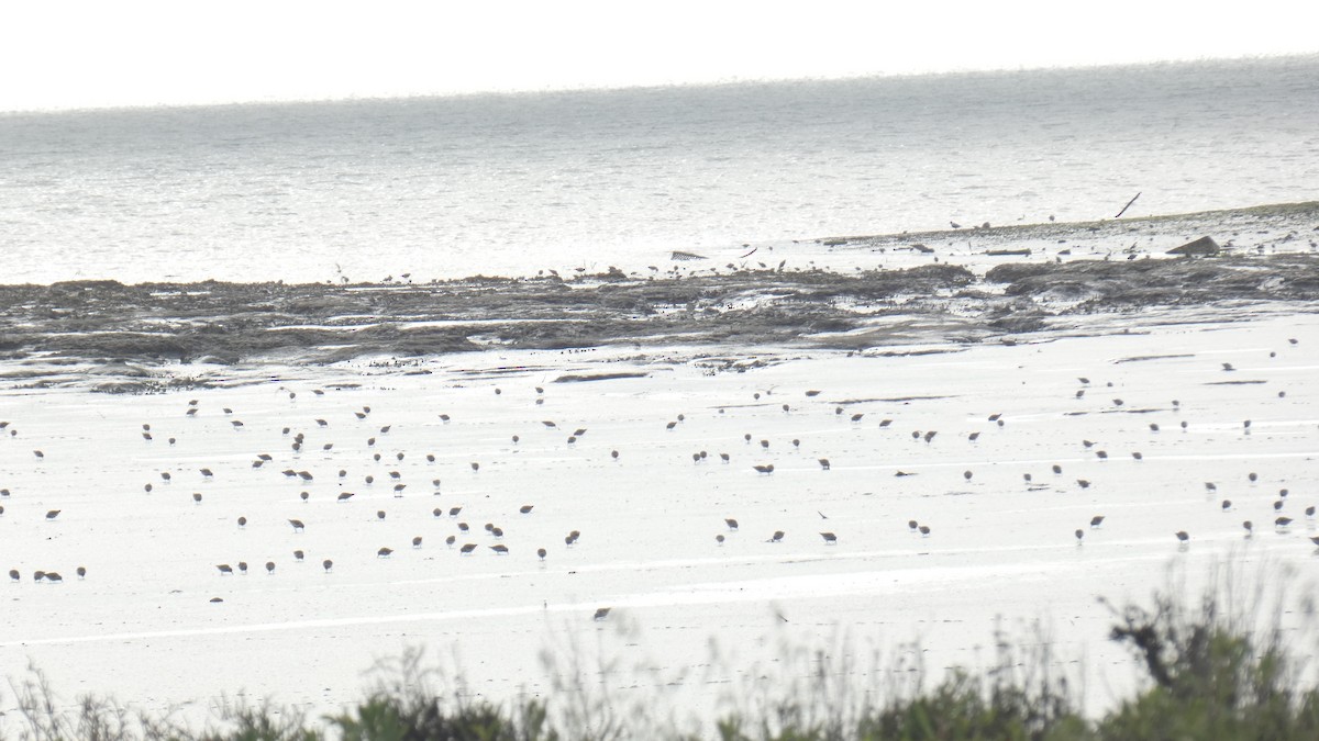 Calidris sp. (peep sp.) - ML633559488