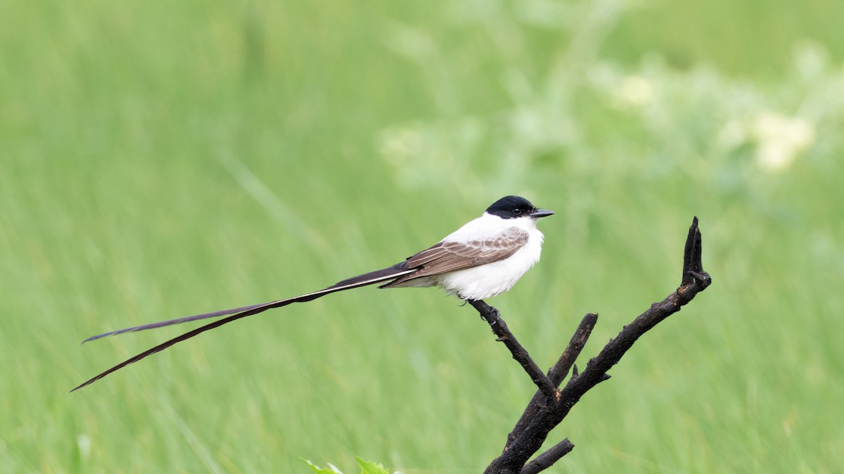 Fork-tailed Flycatcher - ML633559533