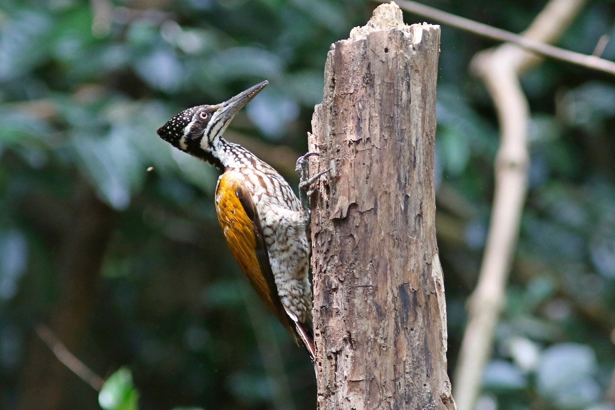 Greater Flameback - ML633559545