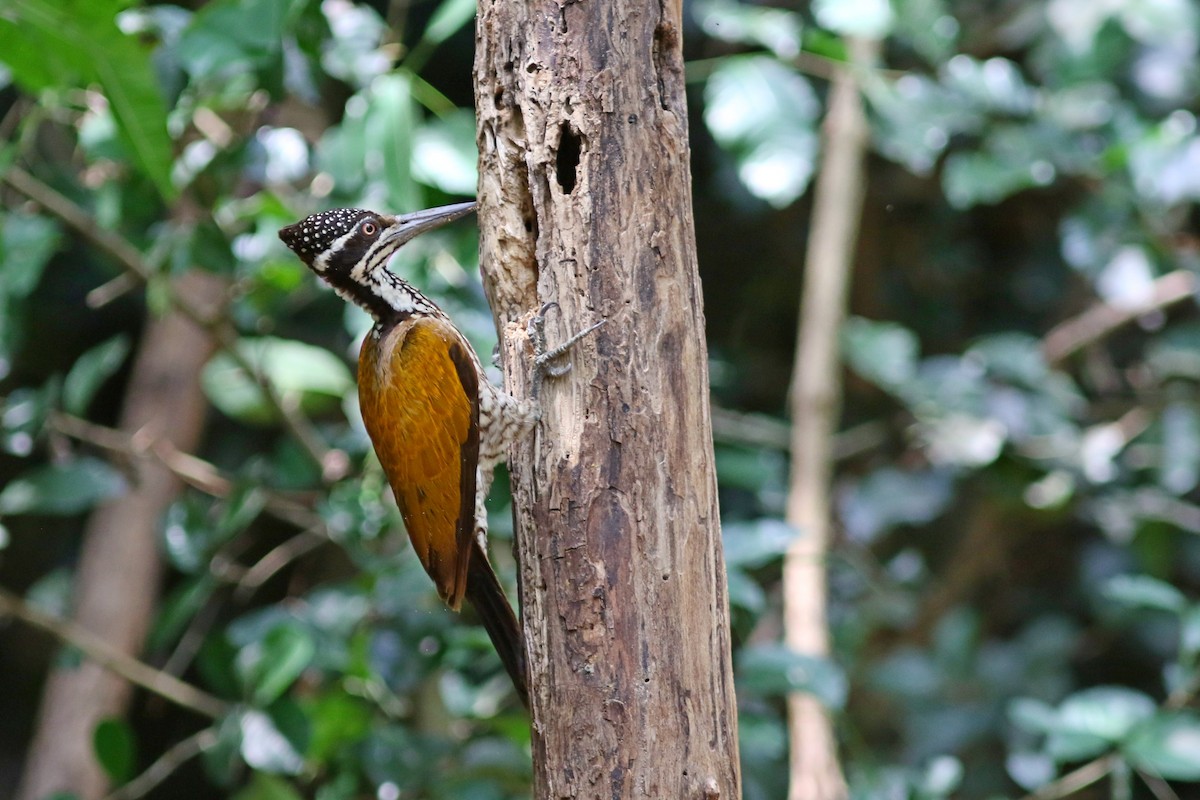 Greater Flameback - ML633559547