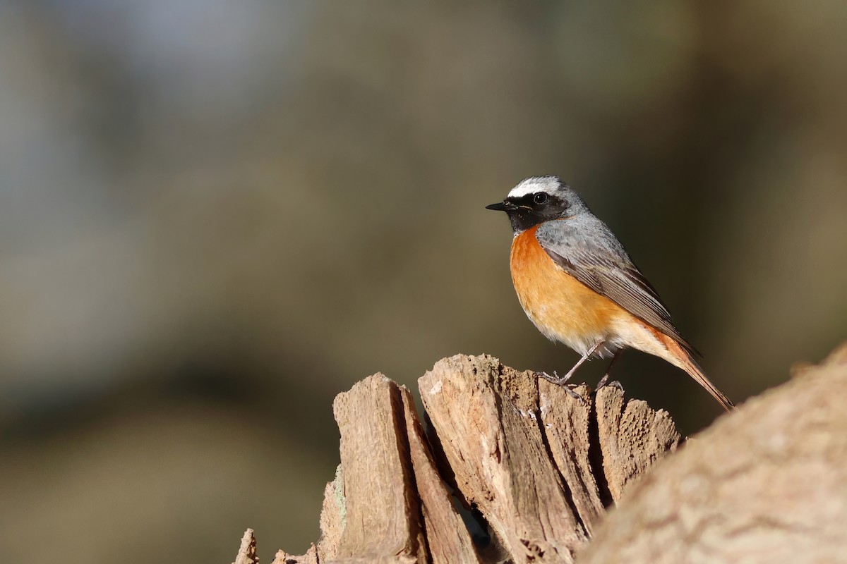 Common Redstart - ML633559755