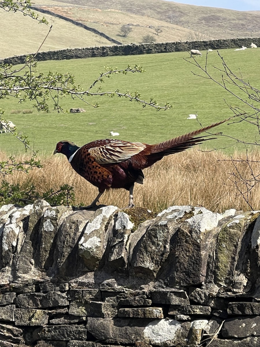 Зэрлэг гургуул - ML633560019