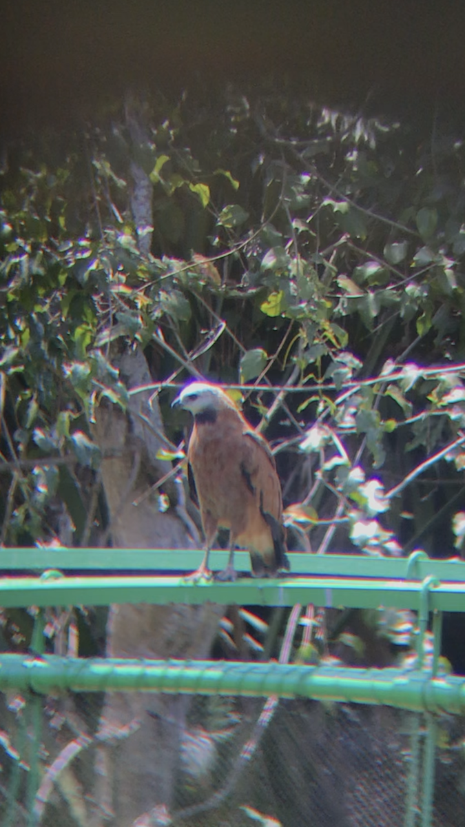 Black-collared Hawk - ML633560052