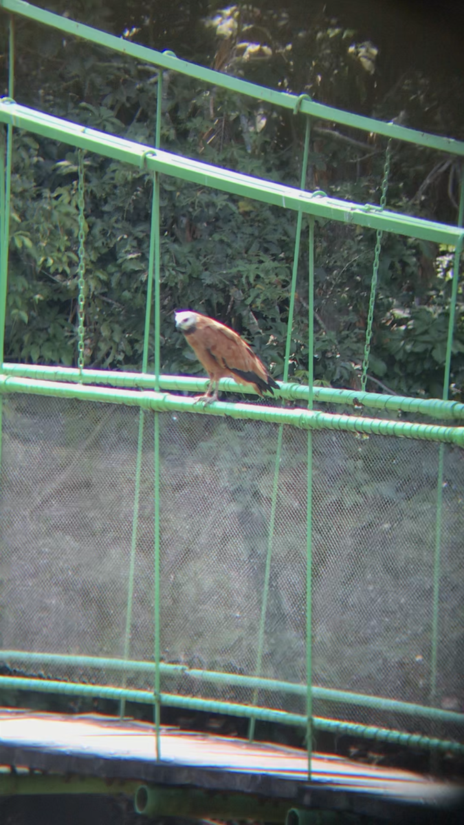 Black-collared Hawk - ML633560057