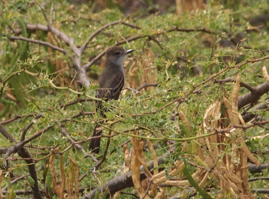 Venezuelan Flycatcher - ML633560089