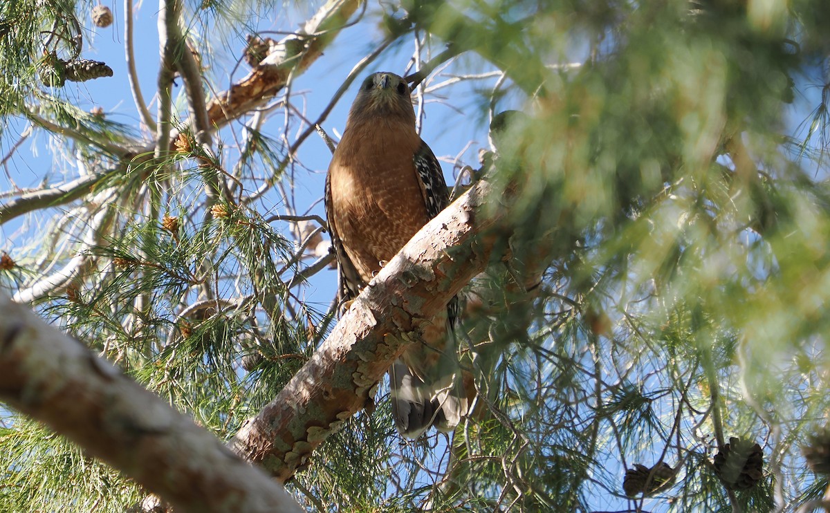 Red-shouldered Hawk - ML633560386