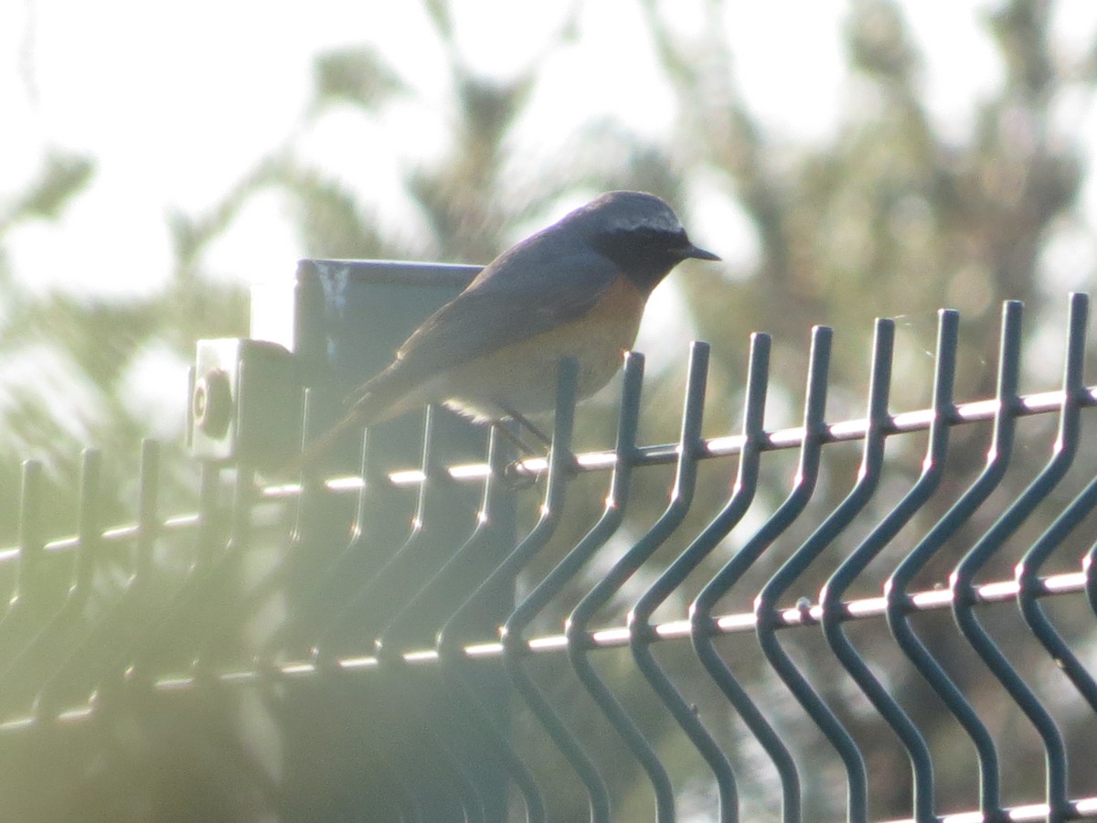 Common Redstart - Muhummed H