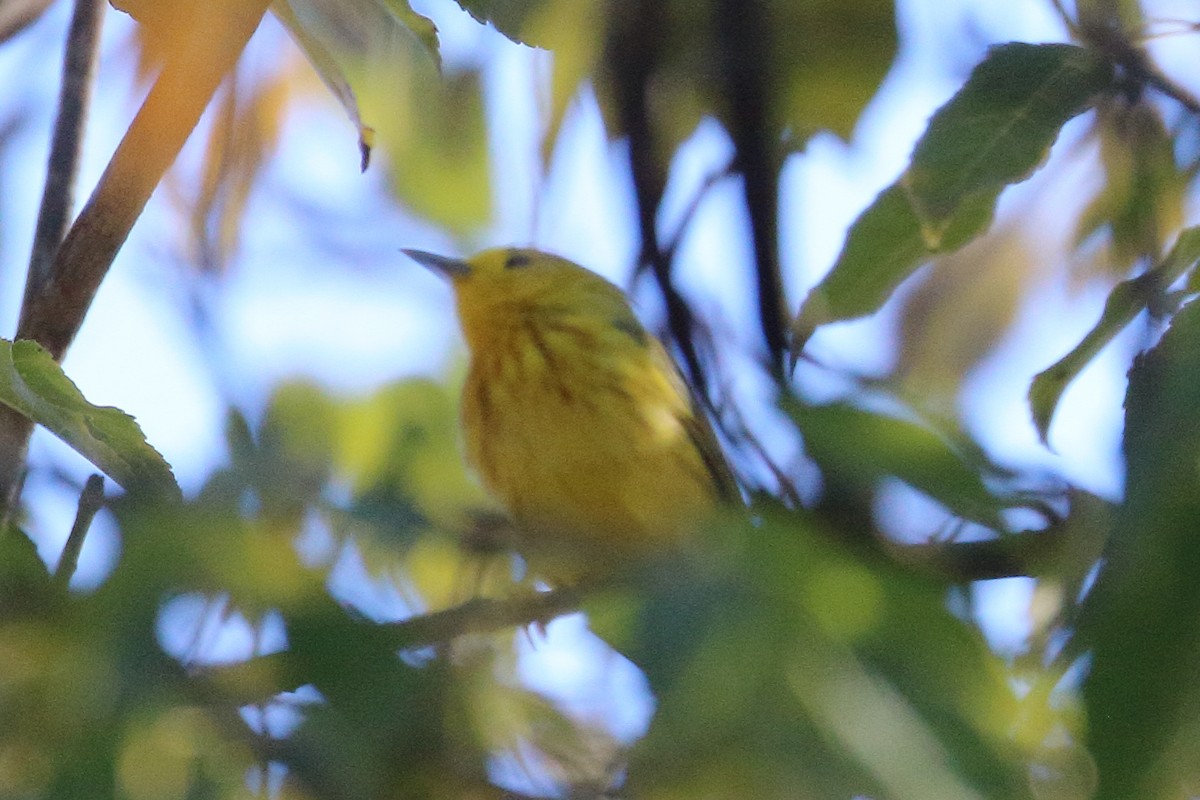 Northern Yellow Warbler - Jeffrey Fenwick