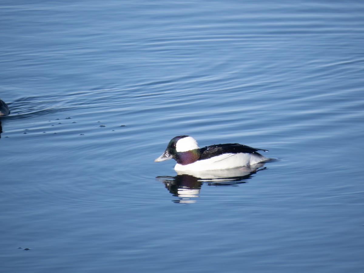 Bufflehead - ML633560533