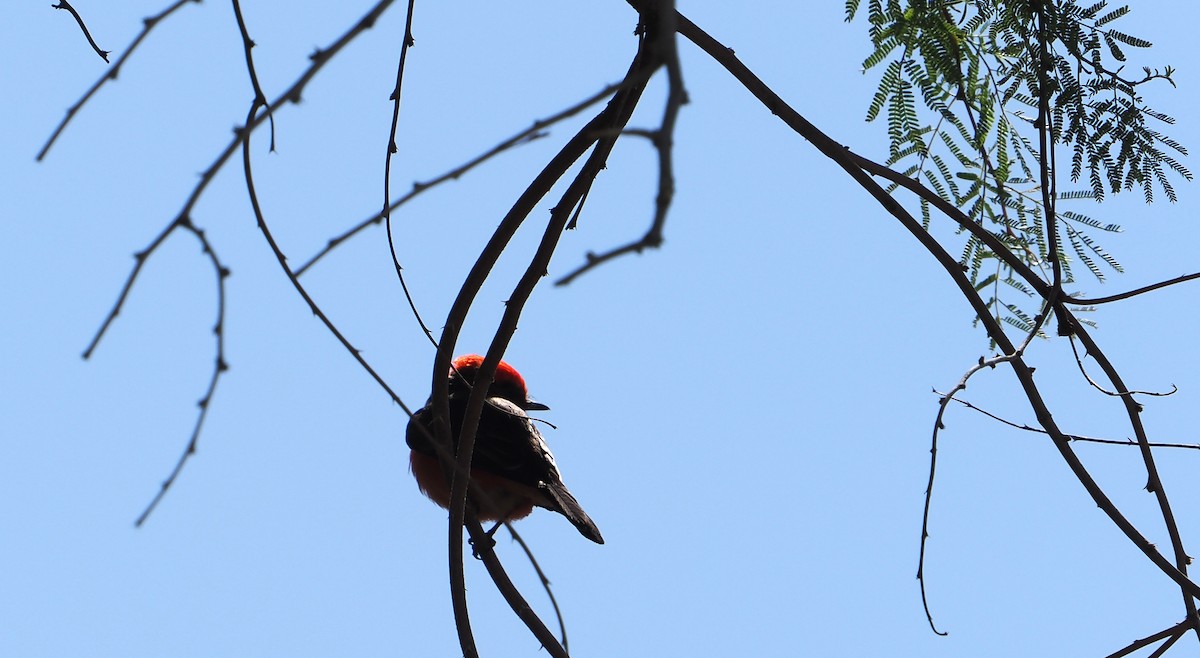 Vermilion Flycatcher - ML633560693
