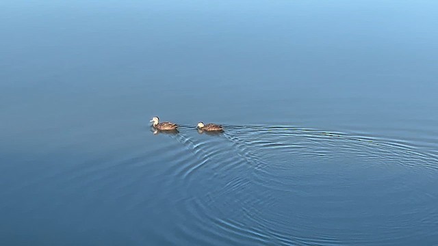 Pacific Black Duck - ML633560696