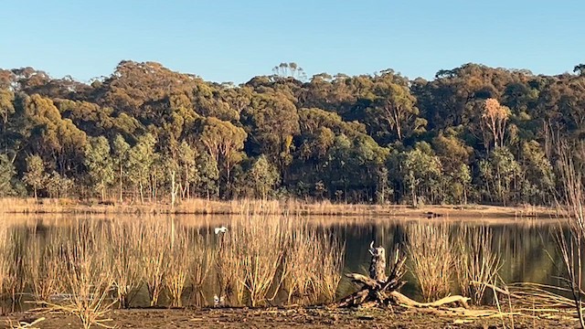 Little Egret (Australasian) - ML633560711